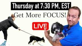 5 Tips To Get More Focus When Training Your Dog Outside