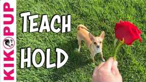Teach your dog to hold an object - Professional Dog Training