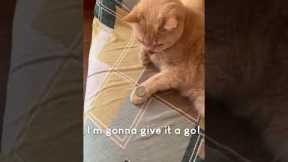 Amazing Cat Performs Magic Trick! #Cats #Tricks