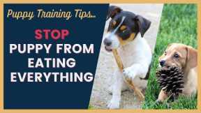 Dog Training Tips for Puppies That Eat Everything