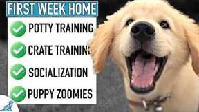 AVOID Common First Week Home Puppy Training Mistakes