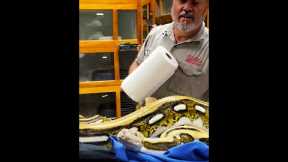 GIANT Snake Vs Roll of Paper Towels😅🧻