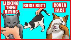 Real Meanings Behind 9 Strange Cat Behaviors Explained