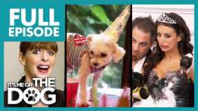 Pampered Dogs, 💩 in the Bed, & Training a Pig?! | Full Episode | It's Me or The Dog