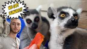 I rescued 2 Lemurs!!