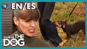 Rottweiler Puppy Attacks Owner on Walks! | It's Me or The Dog