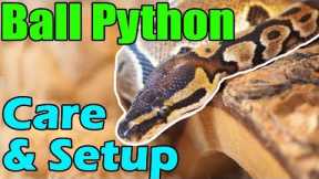 How to Care for Ball Pythons!