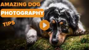 Amazing Dog Photography Tip - Try This For The Best Pictures!