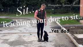 Teach your dog to sit at heal,slack leash,lead training obedience,working cocker,spaniel gundog