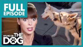 Out-of-Control Dogs are Ruining Owner's 20-year Relationship | Full Episode | It's Me or The Dog