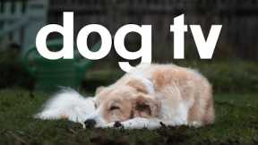 Dog TV - 20 Hours of Calming and Entertaining Video for Dogs!