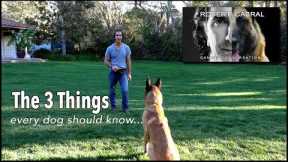 The Most Important Things to Teach Your Dog- Robert Cabral Dog Training #4