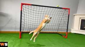 Goalkeeper Cat Got Snubbed from World Cup!