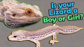 How to Sex Bearded Dragons and Leopard Geckos!