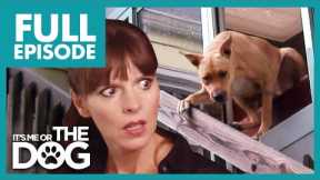 Dog Jumps Out the Window Causes Serious Injuries😱 | Full Episode | It's Me or the Dog