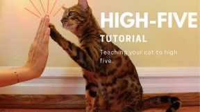 how to teach your cat to highfive