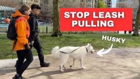 How to STOP LEASH PULLING (even a Husky)