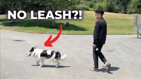How I Walk My Dog (As a Professional Dog Trainer)