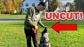 How to train a German Shepherd Puppy Obedience (No Editing)