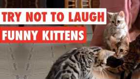 99% Lose this TRY NOT TO LAUGH Challenge - Funny Kittens Video