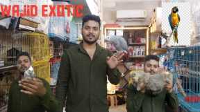 Wajid Exotic pets mumbai Hand tame birds at low price at WAJID EXOTIC PETS #trending part 1