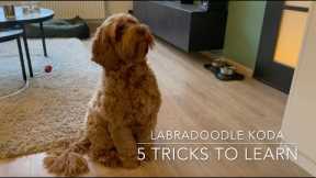 Five easy tricks to teach your puppy! - Dog Training