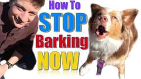 How to Teach Your Dog Not to Bark,  Humanely and Effectively: 3 Things You Can Do Right Now
