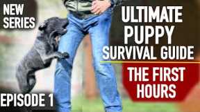 Episode 1: TOTALLY UNTRAINED: Ultimate Puppy Survival Guide