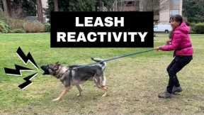 How We Stop BARKING & LUNGING at Other Dogs (Leash Reactivity)