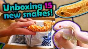 Unboxing 15 New Snakes! (Mostly Hognoses)