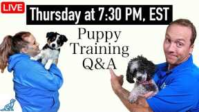 The 5 Most Important Questions In Puppy Training