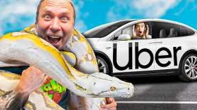 Testing 'Pet Friendly' Ubers With My Giant Snakes!