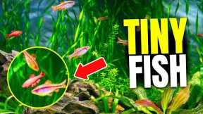 Here's The Top 21 Small Freshwater Fish