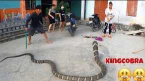 Terrible, the world's largest and most venomous snake - king cobra | people's obsession