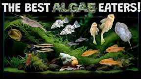 The Best Algae Eaters For Your Aquarium Fish Tank: The Good, The Bad, and The Useless.