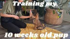 training puppy SHIBA INU | what our day looks like : routines & tricks