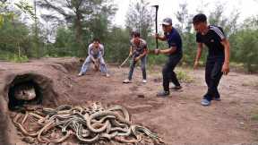 Catch 100 Extremely Poisonous Black Gold Snakes With Bare Hands