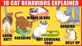 18 Strangest Cat Behaviors Explained