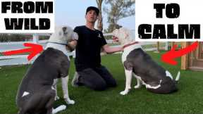 HOW TO CALM DOGS DOWN WITH YOUR ENERGY, TWO AMERICAN BULLDOGS