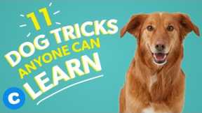 11 Dog Tricks Anyone Can Learn | Chewy
