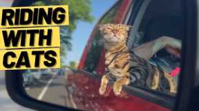 How to TRAIN a CAT to ENJOY CAR RIDES