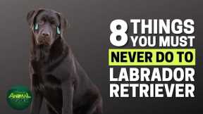 8 Things You Must Never Do to Your Labrador Retriever