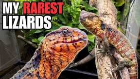 RAREST PET LIZARD UPDATE | DID THEY HAVE BABIES? CHINESE CROCODILE LIZARD (Shinisaurus crocodilurus)