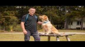 The Best Dog Training System For You
