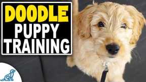 A Complete Guide To Doodle Puppy Training
