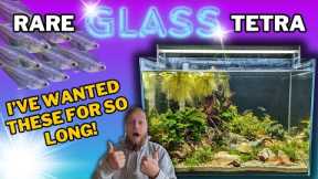 Building a natural aquarium for SEE THROUGH fish! (FIRST fish tank in the fish room)