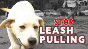 Teach Your PUPPY to  STOP Leash Pulling - Easy Puppy Training