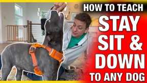 How To Train Stay, Sit and Down to ANY Dog in Minutes: 3 Easy Ways