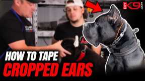 Best Way to Tape Cropped Ears (ALL BREEDS)