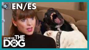 Victoria Finds Out Owners Do Not Follow Dog Training Plan! | It's Me or The Dog